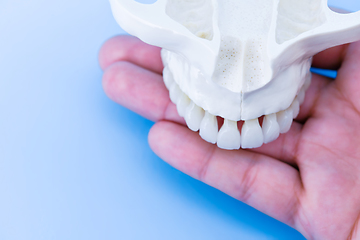 Image showing Human hand holding a upper jaw with teeth