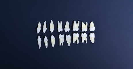 Image showing Top view of white teeth on blue background