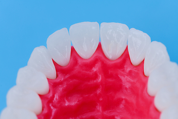 Image showing Upper human jaw with teeth and gums anatomy model