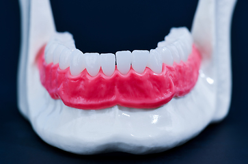 Image showing Lower human jaw with teeth and gums anatomy model