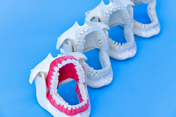 Image showing Dentist orthodontic teeth models