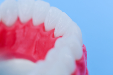 Image showing Lower human jaw with teeth and gums anatomy model