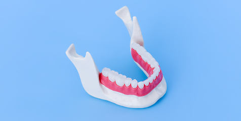 Image showing Lower human jaw with teeth and gums anatomy model