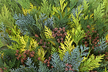 Image showing Cedar Cypress and Juniper Leaf Background