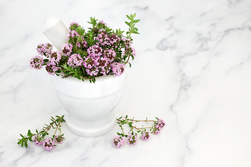 Image showing Immune Boosting Thyme Herb for Good Health 