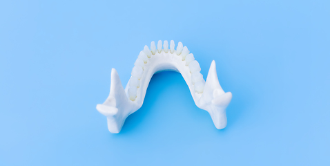 Image showing Lower human jaw with teeth anatomy model