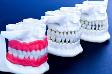 Image showing Human jaws with teeth and gums anatomy models