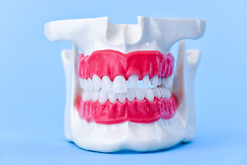 Image showing Human jaw with teeth and gums anatomy model