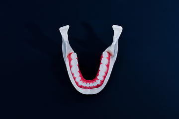 Image showing Lower human jaw with teeth and gums anatomy model