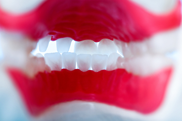 Image showing inside view of human jaw with teeth and gums anatomy model