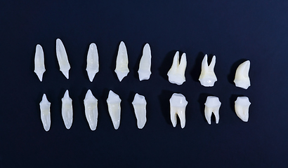 Image showing Top view of white teeth on blue background