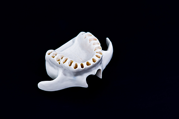 Image showing Upper human jaw with teeth isolated on black background