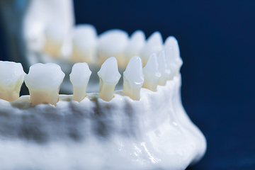 Image showing Lower human jaw with teeth anatomy model