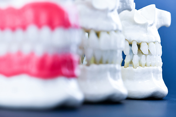 Image showing Human jaws with teeth and gums anatomy models