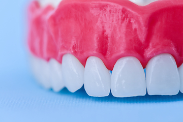 Image showing Upper human jaw with teeth and gums anatomy model