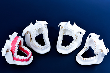 Image showing Dentist orthodontic teeth models