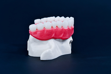 Image showing Upper human jaw with teeth and gums anatomy model