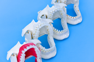 Image showing Dentist orthodontic teeth models