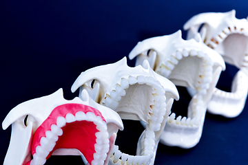 Image showing Dentist orthodontic teeth models