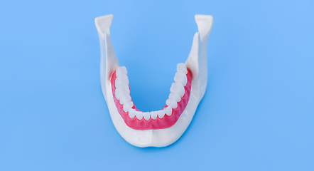 Image showing Lower human jaw with teeth and gums anatomy model