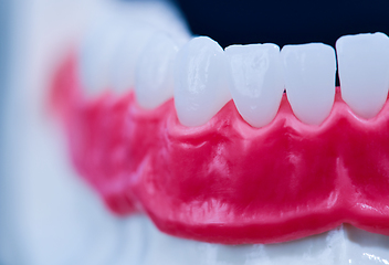 Image showing Lower human jaw with teeth and gums anatomy model