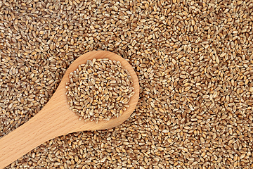 Image showing Mulika Wheat Berries for Healthy Eating