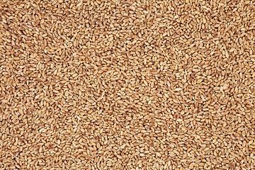 Image showing Mulika Wheat Berries Background