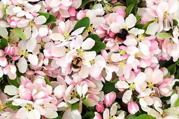 Image showing Bumblebees Gathering Nectar from Apple Blossom