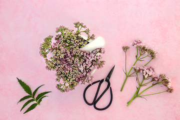 Image showing Valerian Herb Flowers Alternative Medicine