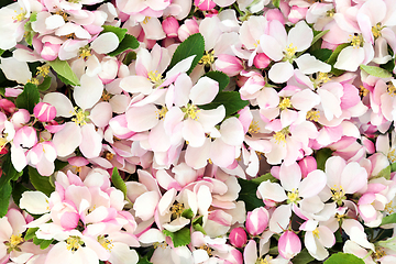 Image showing Apple Blossom Flowers in Spring Background