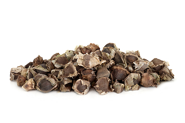 Image showing Moringa Oliefera Herb Seed used in Herbal Medicine