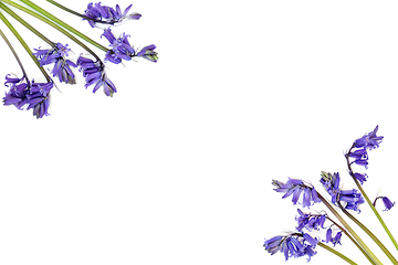 Image showing Spring Bluebell Flowers Background Border