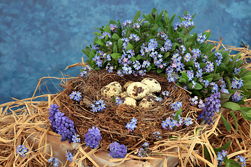 Image showing Quail Eggs in a Natural Nest with Spring Flowers