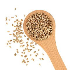 Image showing Mulika Wheat Berries Healthy Food