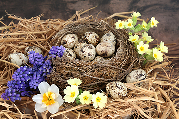 Image showing Spring Quail Eggs in a Birds Nest with Flowers