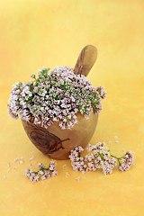 Image showing Valerian Herb Flowers for Medicinal Use