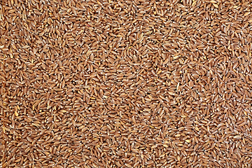 Image showing Emmer Wholegrain Farro Wheat Background