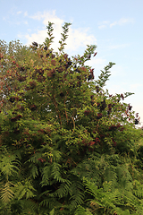 Image showing Elderberry    (Sambucus)