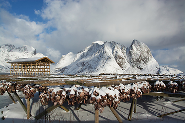 Image showing Morning in Sakrisoy at the Lofoten, Norway