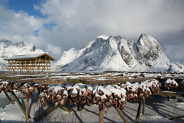 Image showing Morning in Sakrisoy at the Lofoten, Norway