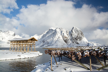 Image showing Morning in Sakrisoy at the Lofoten, Norway