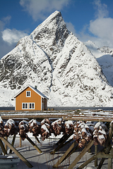 Image showing Morning in Sakrisoy at the Lofoten, Norway