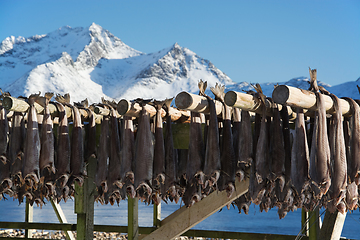 Image showing Barstrand, Lofoten, Norway