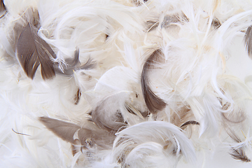 Image showing bird feathers texture