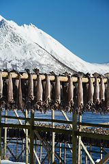 Image showing Barstrand, Lofoten, Norway