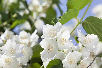 Image showing Jasmine flowers