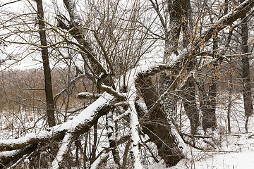 Image showing Tree under snow, close-up