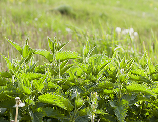 Image showing Nettle green leaf