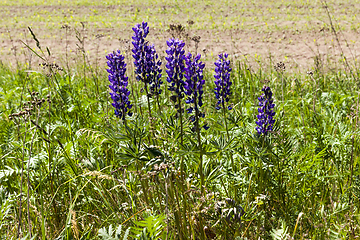 Image showing blue lupine blossom