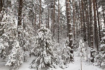 Image showing forest in winter